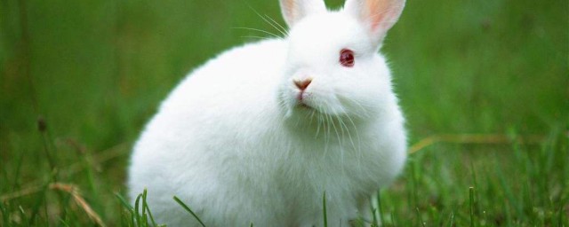 抱兔子注意事项(兔子在什么情况下可以抱)