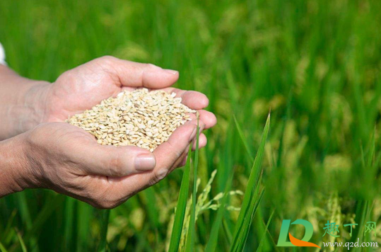 2021年春天会缺粮吗(2021年会发生粮荒吗) 2021年春天会缺粮吗(2021年会发生粮荒吗)