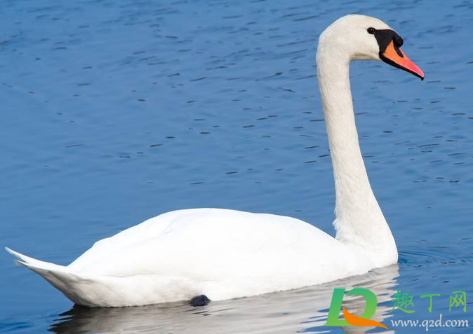 野生天鹅为什么会得禽流感(为什么鹅不会得禽流感)