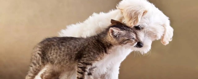 宠物可以上高速(宠物可以上高速,是不是要罚钱)