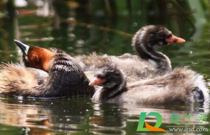 油然而生的意思是啥(油然而生什么意思?) 油然而生的意思是啥(油然而生什么意思?)