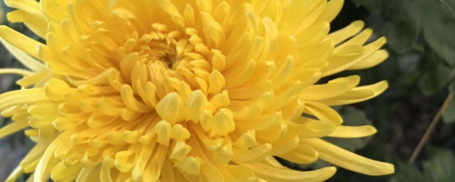 菊花是什么(菊花是什么颜色的)