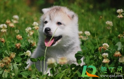 幼犬呼吸声音很重怎么回事(狗狗呼吸声音很重)