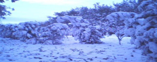 咏雪古文翻译(咏雪古诗原文网)