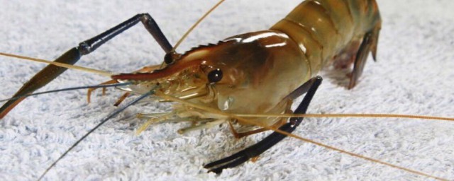 虾中含有蛋白质吗(虾是否含有蛋白质)