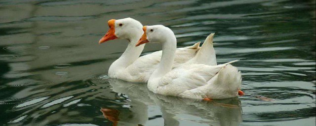 怎么搭建一个标准的鹅棚(鹅大棚怎么搭建)