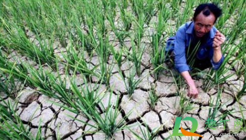 2021年中国会发生饥荒吗(2022年会发生饥荒吗) 2021年中国会发生饥荒吗(2022年会发生饥荒吗)