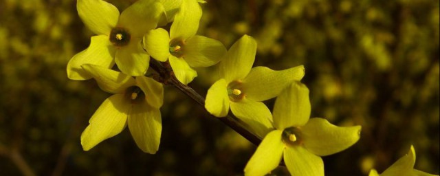 使用连翘时需要医生的指导吗(连翘的副作用及禁忌)