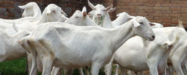 养羊可以这样打记号(怎么给羊群做记号)