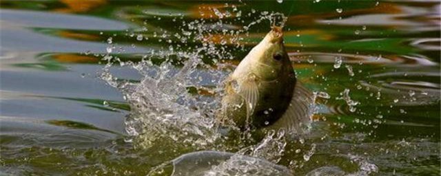 春季比较适合怎么钓(春天钓鱼用什么好钓)