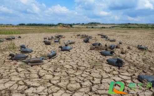 2021年中国会发生饥荒吗(2022年会发生饥荒吗)