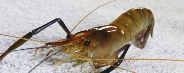 吃虾有什么要注意的(虾吃好不能吃什么)