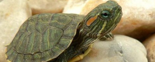 宰杀乌龟的方法