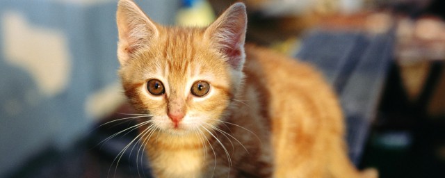 都有什么说法(纹身都有什么说法)