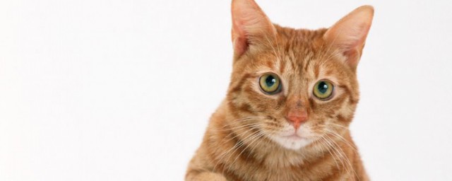 猫粮开袋后的可保存时长和保存方法(猫粮用什么方法储存的时间长些)