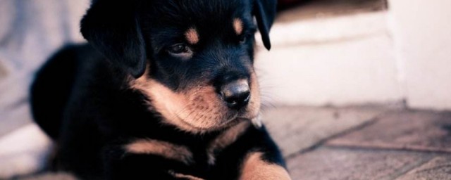 别墅最好养这三种类型的狗(别墅养什么狗看家好)