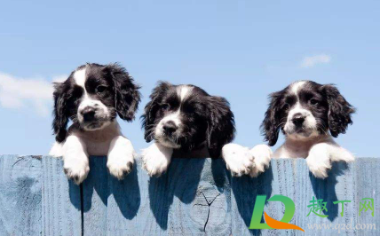 幼犬呼吸声音很重怎么回事(狗狗呼吸声音很重) 幼犬呼吸声音很重怎么回事(狗狗呼吸声音很重)