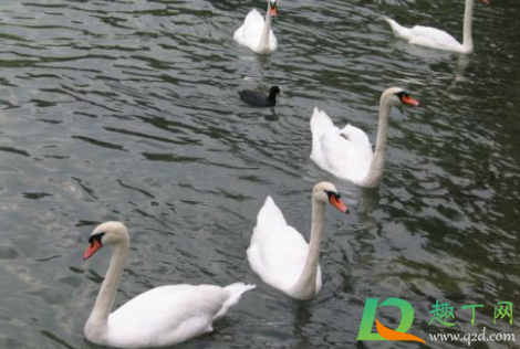 野生天鹅为什么会得禽流感(为什么鹅不会得禽流感)