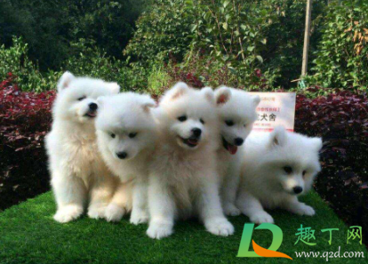 萨摩耶脏了怎么洗白(萨摩耶怎么把毛洗白)