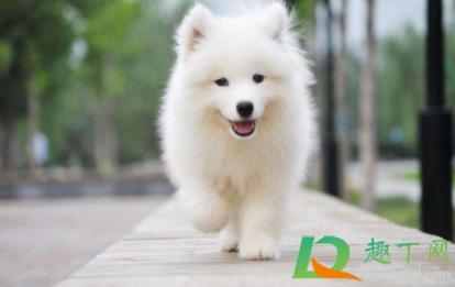 萨摩耶脏了怎么洗白(萨摩耶怎么把毛洗白)