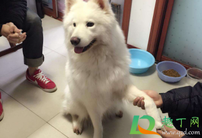 萨摩耶脏了怎么洗白(萨摩耶怎么把毛洗白)