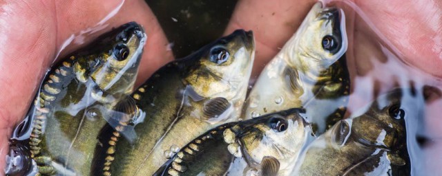 渔民十年经验总结(渔民村心得体会)