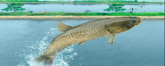 钓草鱼技巧详解(怎样钓草鱼 钓草鱼技巧)