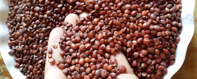 酸枣仁可以搭配两味药材(酸枣仁的中药配伍禁忌)