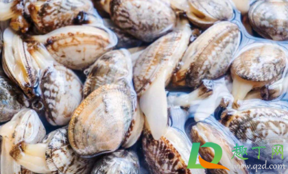 花蛤热水煮还是凉水煮(水煮花蛤是水开后放入还是凉水放入)
