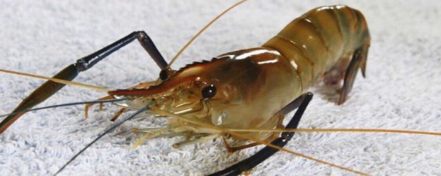 孕妇 能不能多吃虾