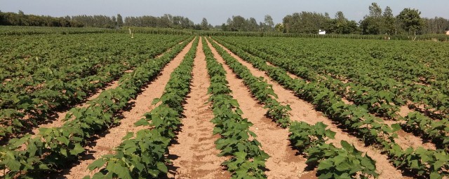 楸树未来有发展吗(楸树几年成材)