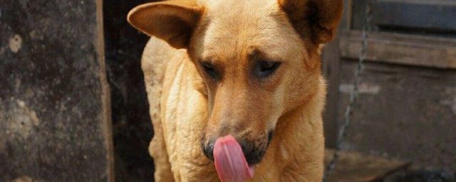 什么品种的狗狗能够看家(可以看家的狗有哪些品种)