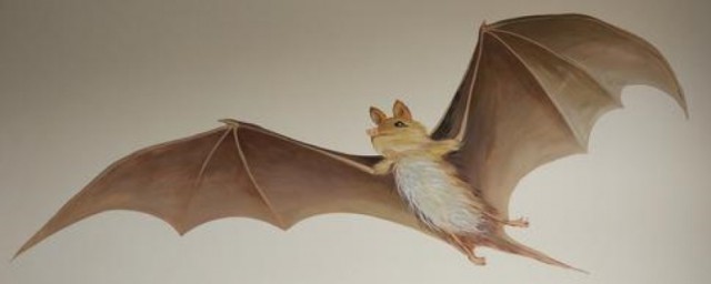蝙蝠是什么动物(蝙蝠是什么动物变成的)