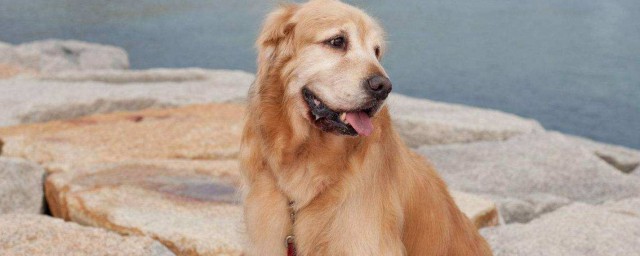 满足以下4个特点即为优秀的狗(狗的喜好特点)