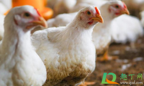 鸡肉价格降了多少11月(鸡肉价格大跌)