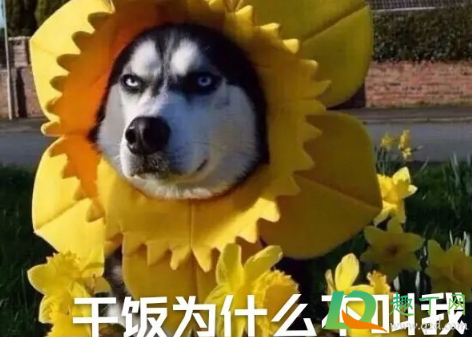 干饭了干饭了是哪里的方言(干饭的发音)