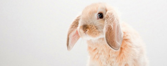 什么是夏温拿兔(兔兔适宜温度)