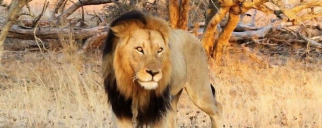 雄狮想要成为非洲狮王所必须要经历的过程如此残忍(非洲雄狮百度百科)