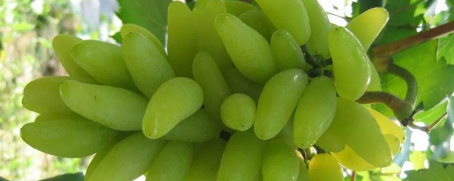 这几个品种最适合(什么样的品种是好品种)