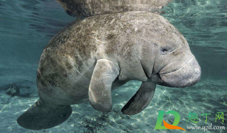 儒艮和海牛是同一种动物吗(儒艮又称海牛,国家____保护野生动物)