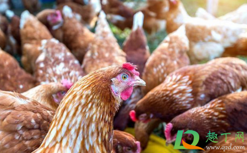 鸡肉价格降了多少11月(鸡肉价格大跌) 鸡肉价格降了多少11月(鸡肉价格大跌)