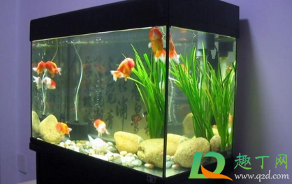 鱼缸加热棒漏电对鱼有伤害吗(鱼缸加热棒漏电会电死鱼吗)