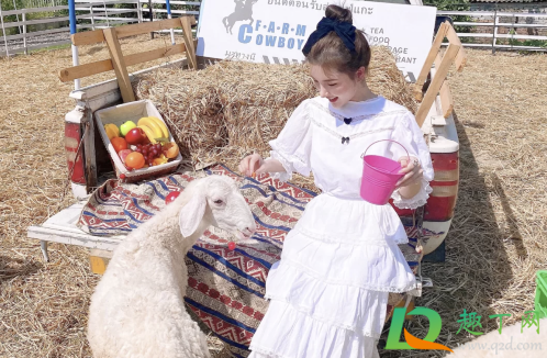 武汉绵羊牧场在哪(武汉绵羊牧场摄影基地)