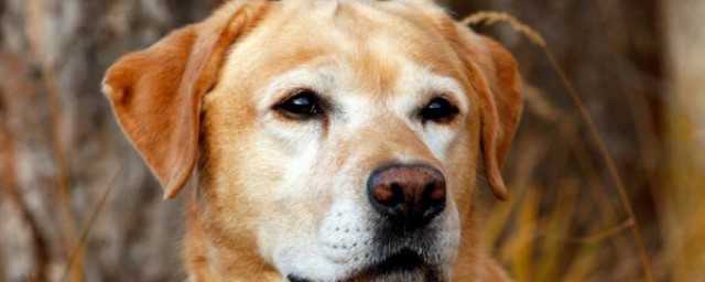 狗的寿命是多久(狗的寿命有多长时间?)