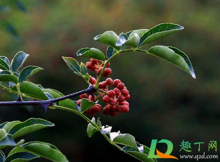 花椒树怎样修剪多挂果(花椒树该修剪了,来看看老农民的修剪方法)
