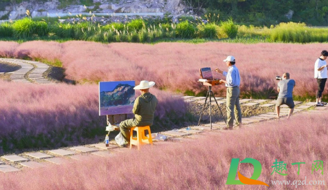 三门粉黛乱子草要门票吗(三门峡粉黛乱子草) 三门粉黛乱子草要门票吗(三门峡粉黛乱子草)
