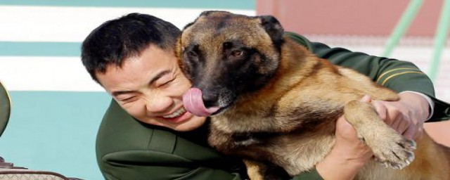 马犬打架厉害吗(为什么马犬不合适家养打架厉害)