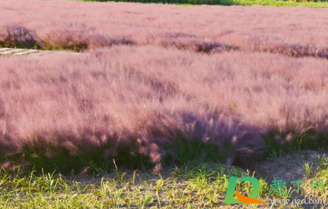 三门粉黛乱子草几月份有(粉黛乱子草一年四季都有吗) 三门粉黛乱子草几月份有(粉黛乱子草一年四季都有吗)