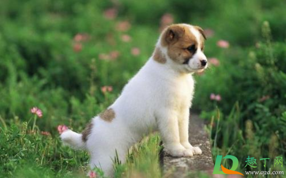 为什么2021年属狗的是一个坎(为什么2021年属狗的是一个坎狗人有哭泣孝丧2021)