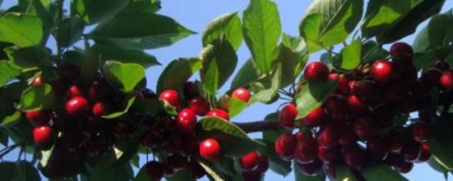 大棚樱桃早熟品种介绍(大棚樱桃的品种)